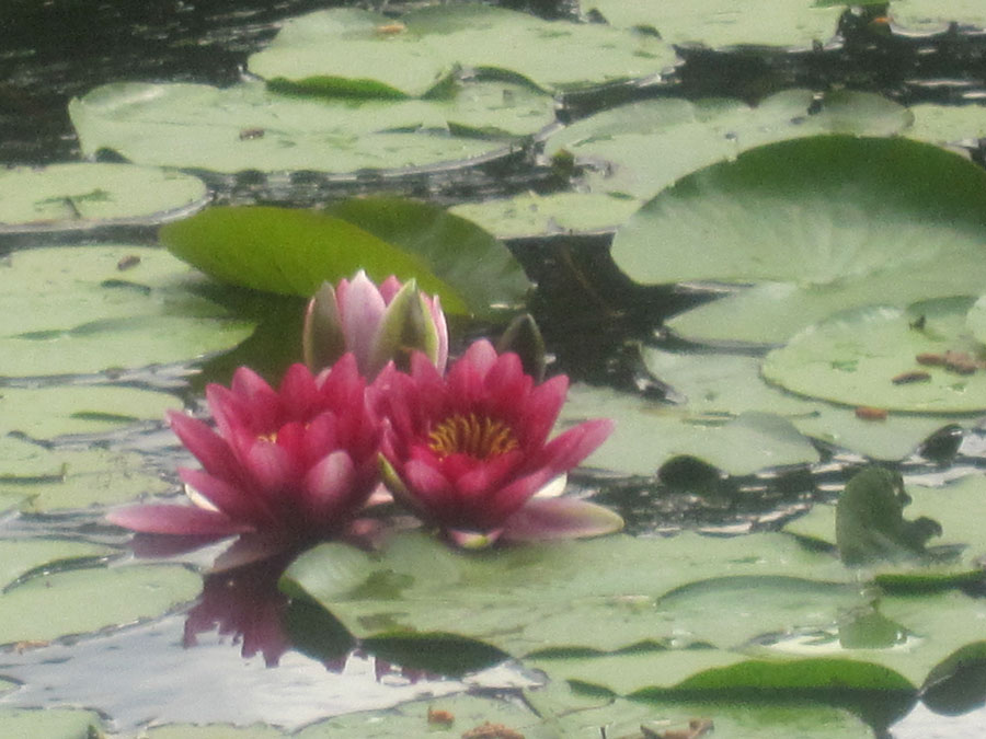 Fleurs de Lotus